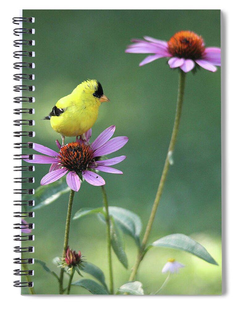 American Goldfinch Spiral Notebook featuring the photograph Goldfinch on a Coneflower by Trina Ansel