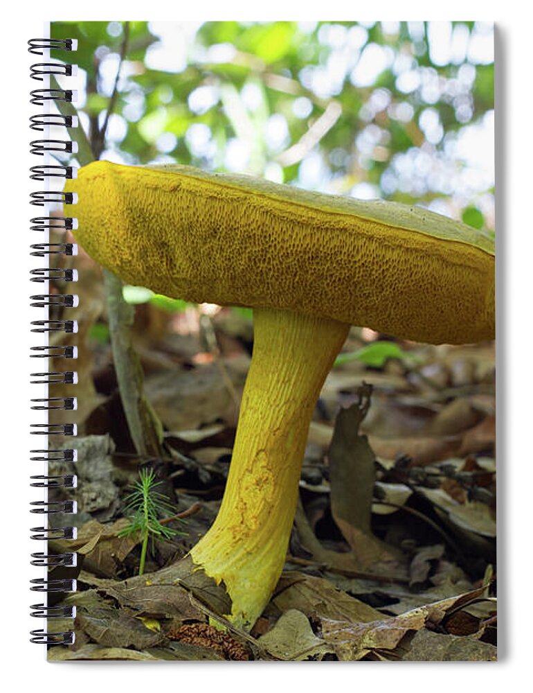 Mushroom Spiral Notebook featuring the photograph Goldstalk Mushroom by Paul Rebmann