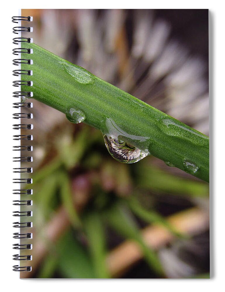 Dandelion Spiral Notebook featuring the photograph Good Wish by Kim Tran
