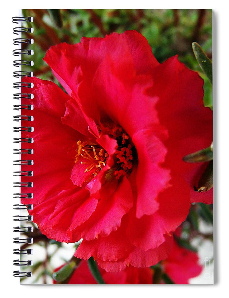 Red Flower Spiral Notebook featuring the photograph Gorgeous by Jasna Dragun