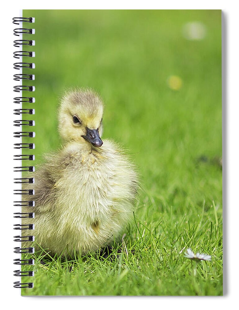 Gosling Spiral Notebook featuring the photograph Gosling by Eva Lechner