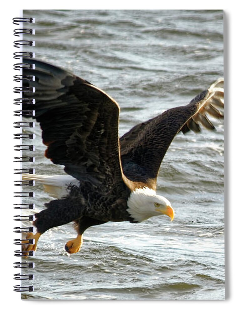 Bald Eagle Spiral Notebook featuring the photograph Gotcha by Peter Ponzio