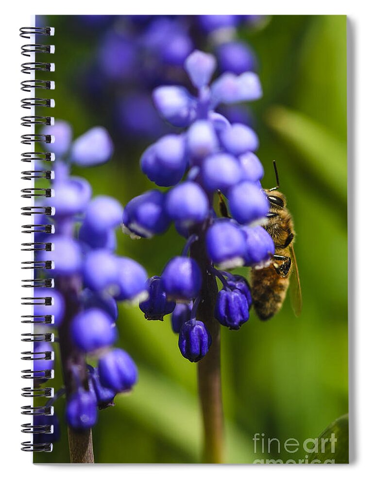 Grape Hyacinth Spiral Notebook featuring the photograph Grape Hyacinth and Bee by Tamara Becker