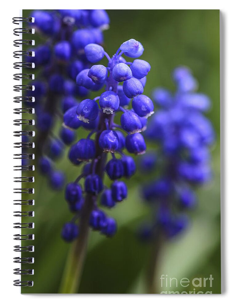 Grape Hyacinth Spiral Notebook featuring the photograph Grape Hyacinth Cluster by Tamara Becker