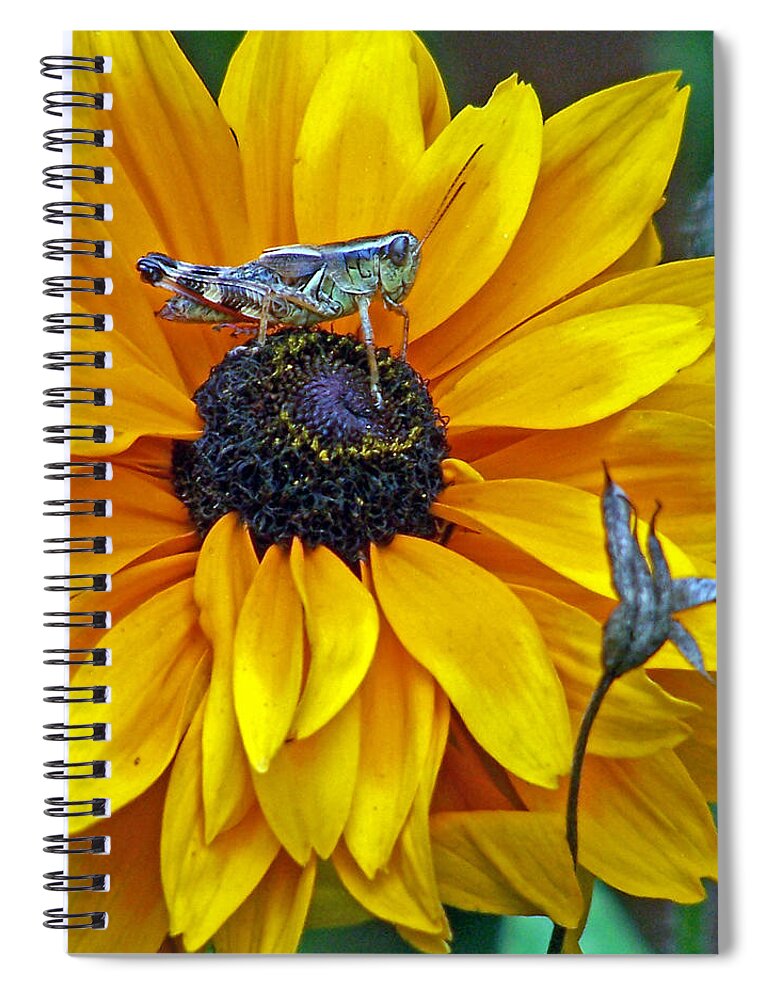 Insects Spiral Notebook featuring the photograph Grasshopper and Susan by Jennifer Robin