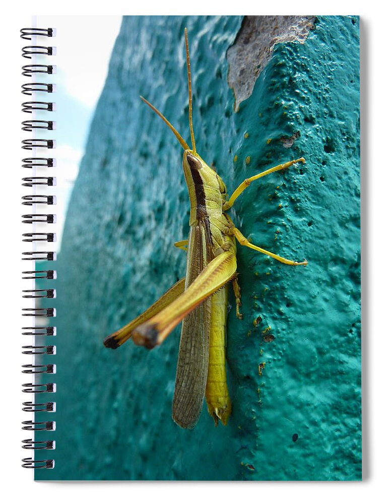 Grasshopper Spiral Notebook featuring the photograph Grasshopper by Melisa Elliott