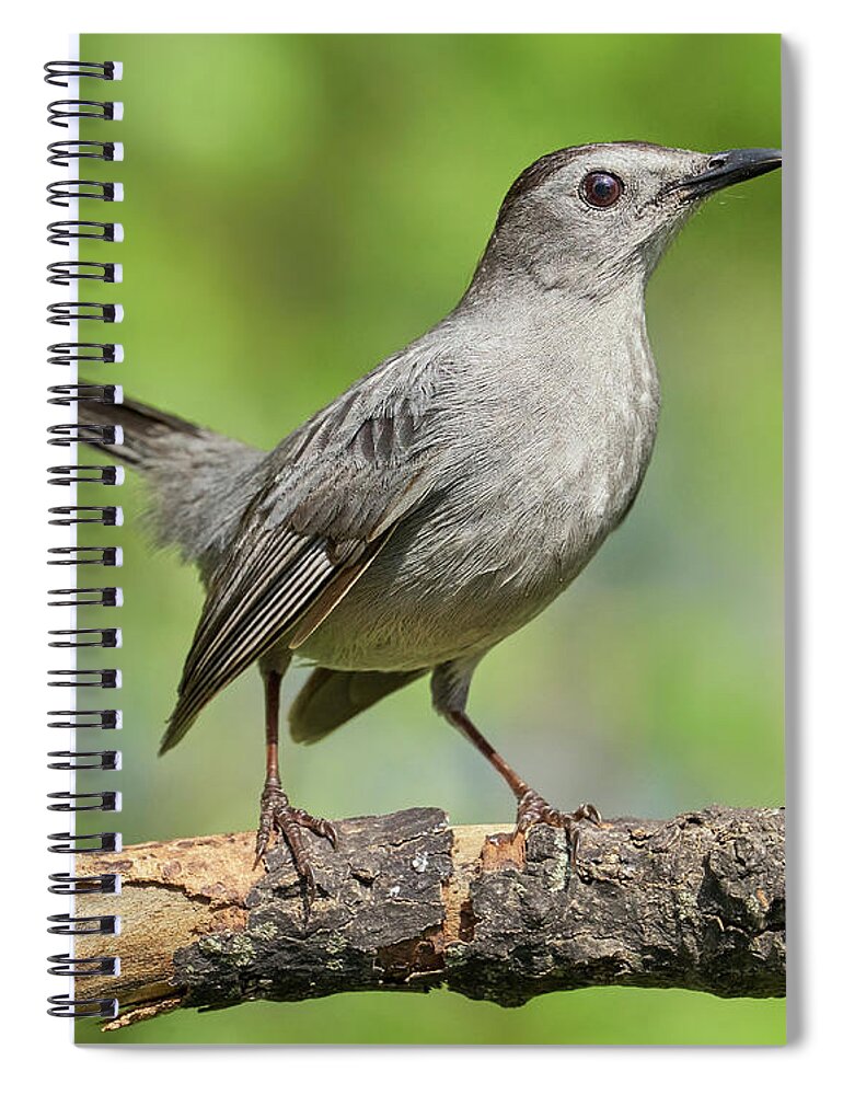 Gray Catbird Spiral Notebook featuring the photograph Gray Catbird  Dumetella carolinensis by Jim Hughes