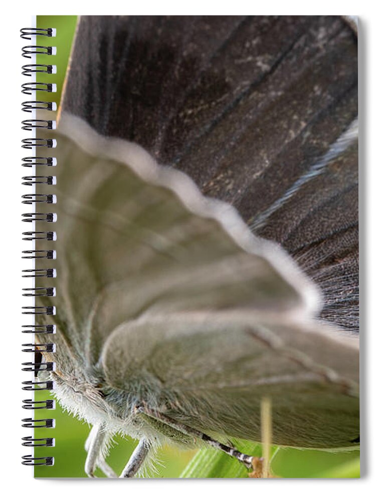 Butterfly Butterflies Guacfuser Insect Outside Outdoors Macro Extreme Closeup Close-up Close Up Mega Gray Grey Hair Streak Hairstreak Nature Natural Botanical Garden Brian Hale Brianhalephoto Ma Mass Massachusetts New England Newengland U.s.a. Usa Spiral Notebook featuring the photograph Gray Hairstreak Butterfly by Brian Hale
