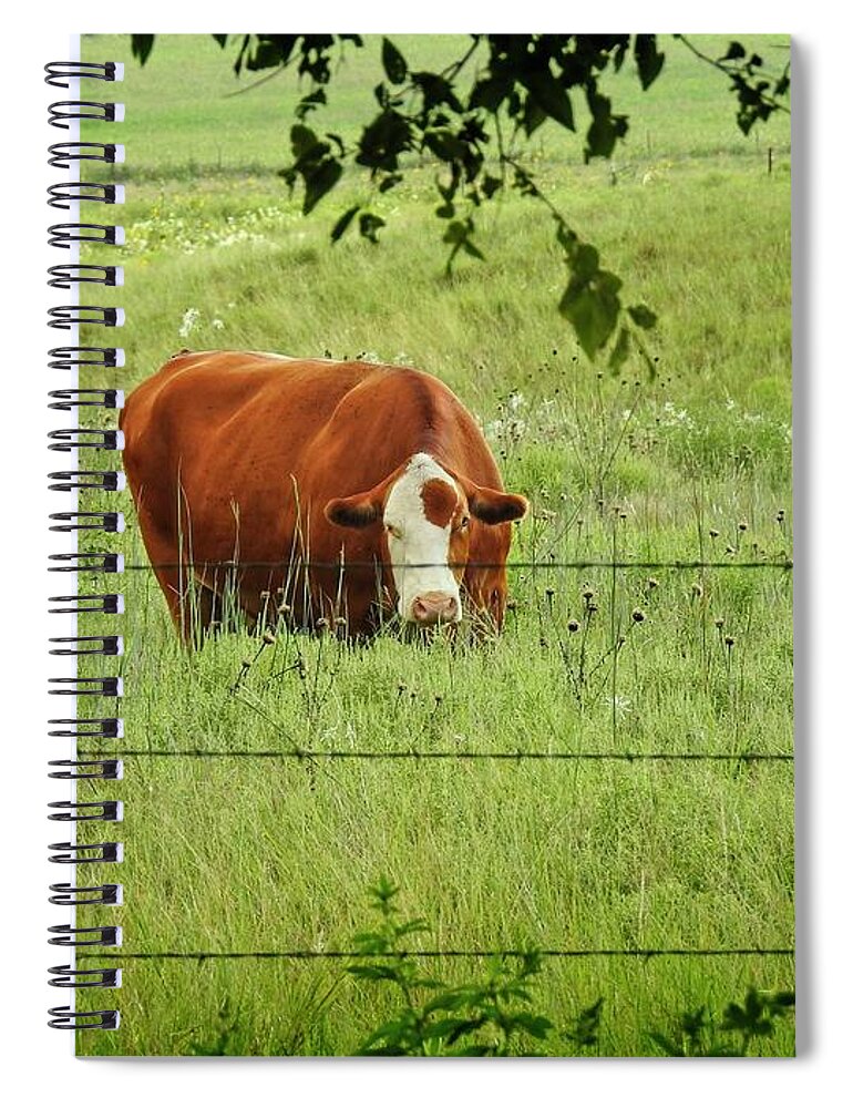 Cow Art Spiral Notebook featuring the photograph Grazing Cow by Ella Kaye Dickey