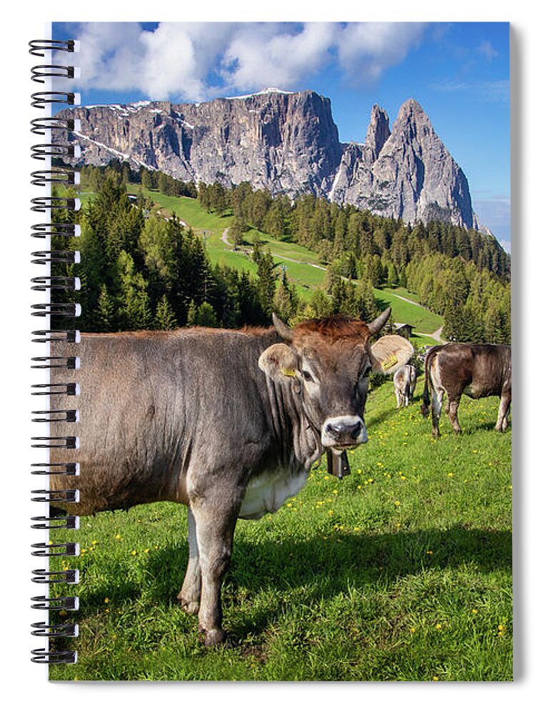 Grazing Cows In An Alpine Meadow Spiral Notebook featuring the photograph Grazing Cows in an Alpine Meadow by Carolyn Derstine