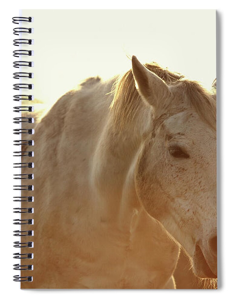 Horse Spiral Notebook featuring the photograph Grazing Horse by Dimitar Hristov