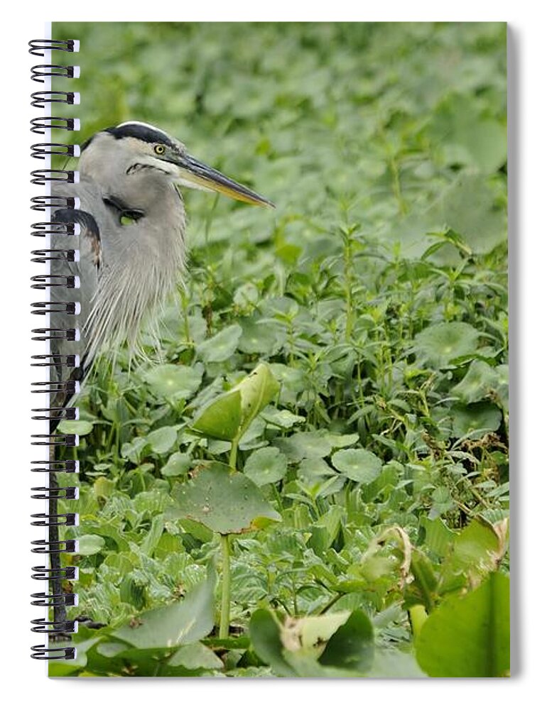 Great Blue Heron Spiral Notebook featuring the photograph Great Blue Heron and Water Lilies by Bradford Martin