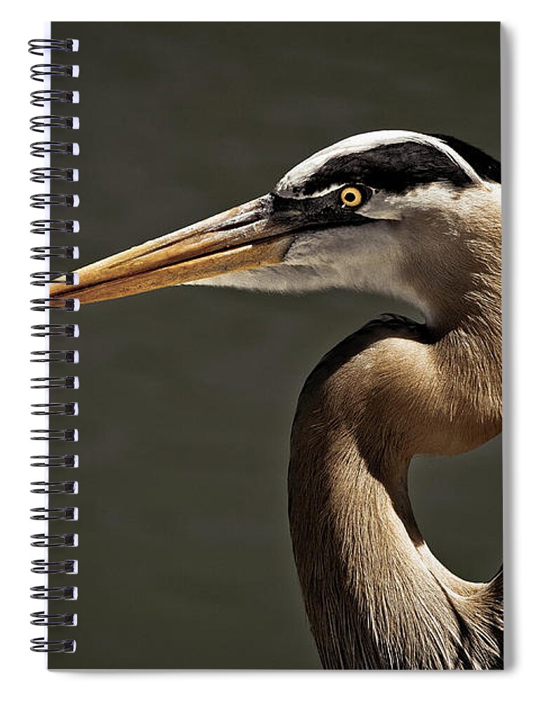 America Spiral Notebook featuring the photograph Great Blue Heron Close Up Portrait by Stefano Senise