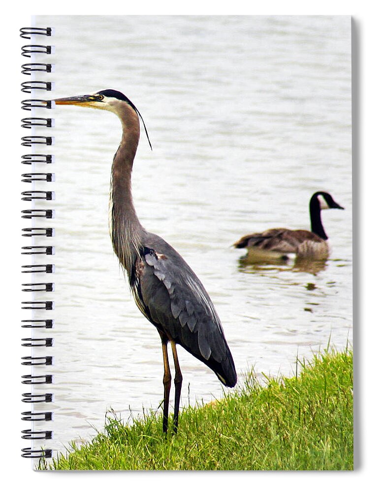 Bird Spiral Notebook featuring the photograph Great Blue Heron by Marilyn Hunt