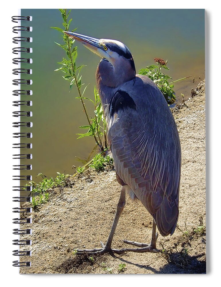 Water Spiral Notebook featuring the photograph Great Blue Heron by Mariola Bitner