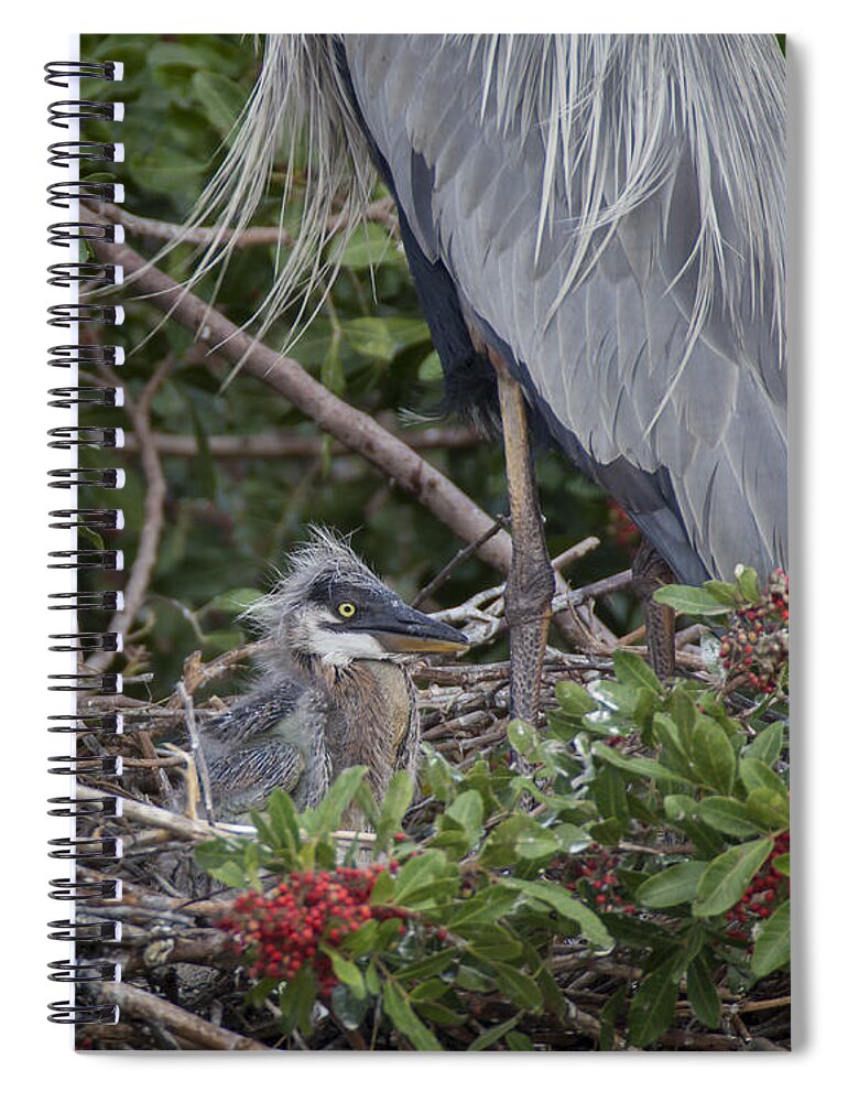 Great Spiral Notebook featuring the photograph Great Blue Heron Nestling by David Watkins