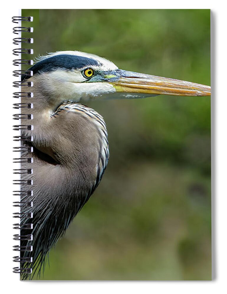 Ardea Herodias Spiral Notebook featuring the photograph Great Blue Heron Portrait by Dawn Key