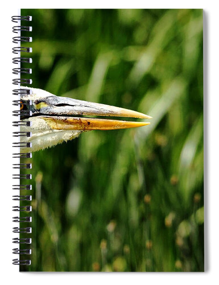 Heron Spiral Notebook featuring the photograph Great Blue Heron Portrait by Debbie Oppermann