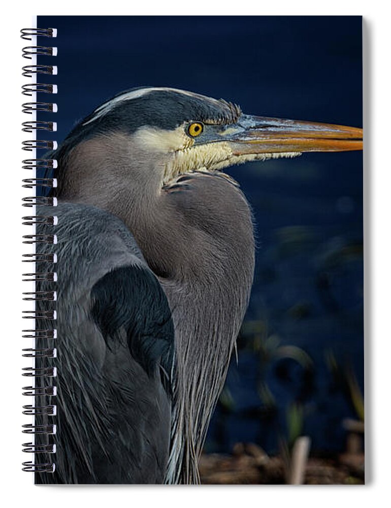 Great Blue Heron Spiral Notebook featuring the photograph Great Blue Heron by Randy Hall