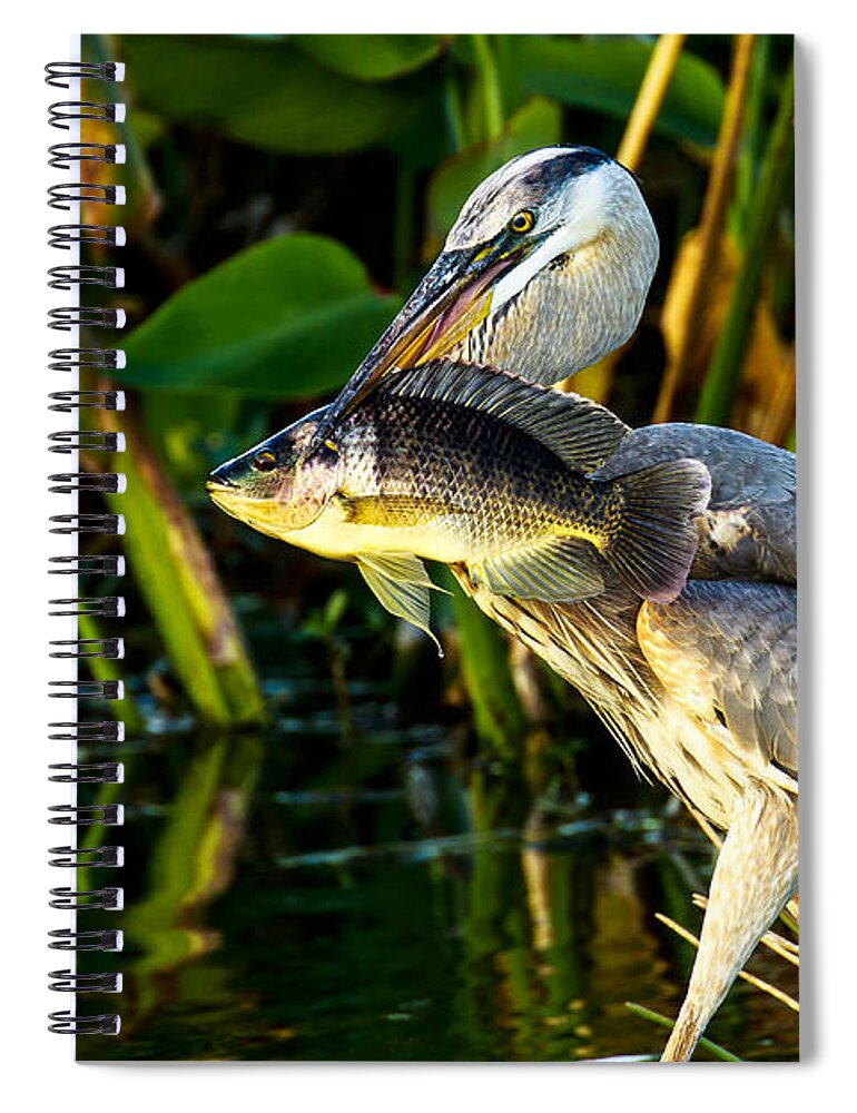 Great Blue Heron Spiral Notebook featuring the photograph Great Blue Heron with Fish by Ben Graham