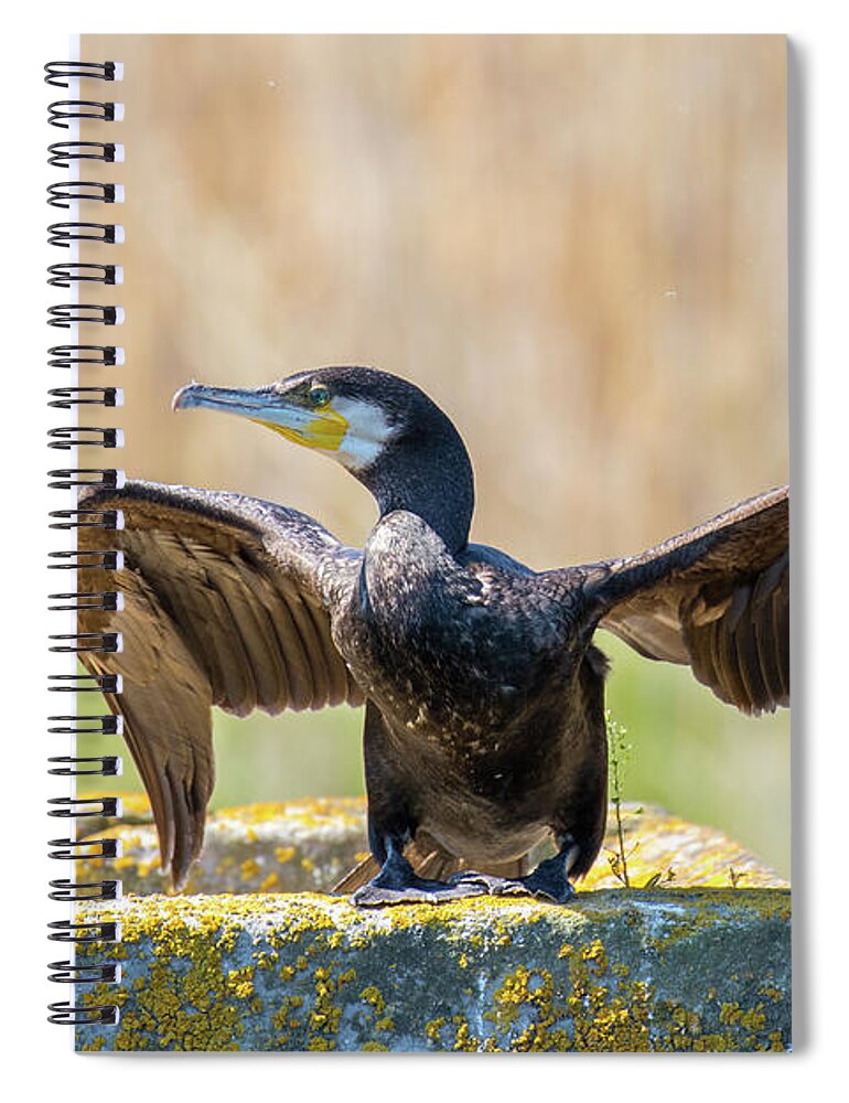 Animal Spiral Notebook featuring the photograph Great cormorant - Phalacrocorax carbo by Jivko Nakev