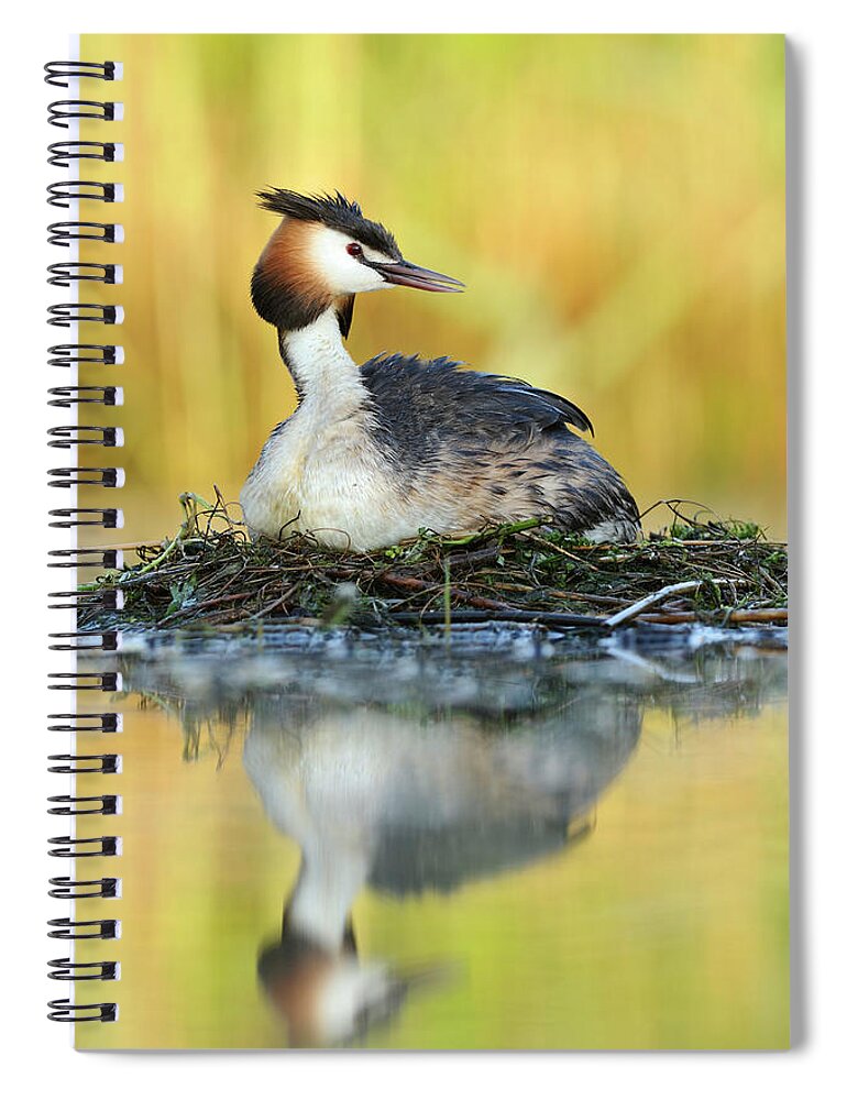 70015143 Spiral Notebook featuring the photograph Great Creasted Grebe on Nest by Jasper Doest