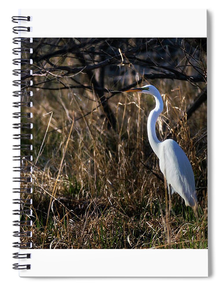 Great Egret Spiral Notebook featuring the photograph Great Egret Evening by Ed Peterson