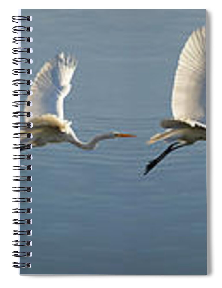 Wildlife Spiral Notebook featuring the photograph Great Egret Flight Sequence by Brian Tada