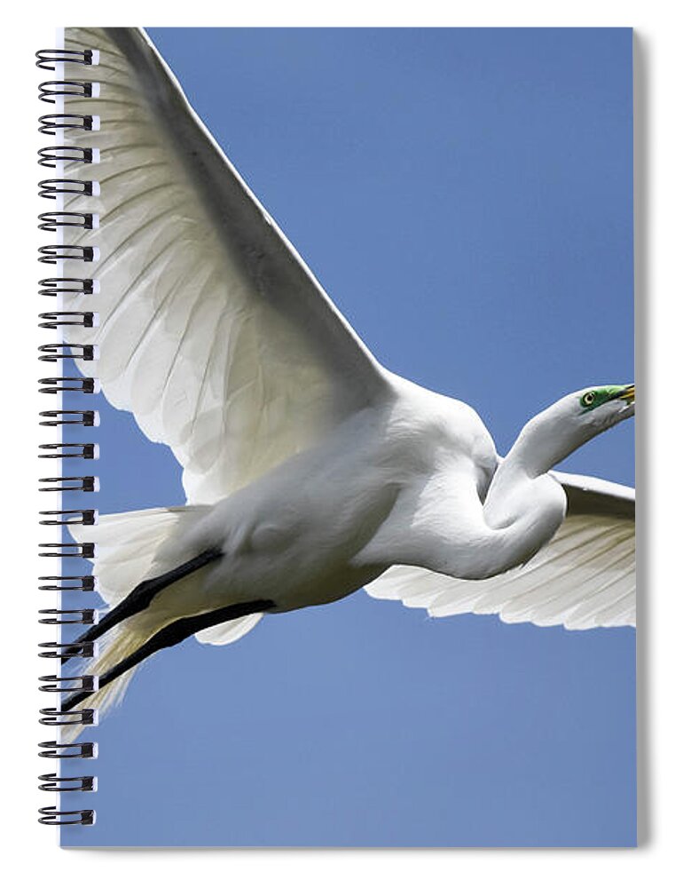 Birds Spiral Notebook featuring the photograph Great Egret Soaring by Gary Wightman