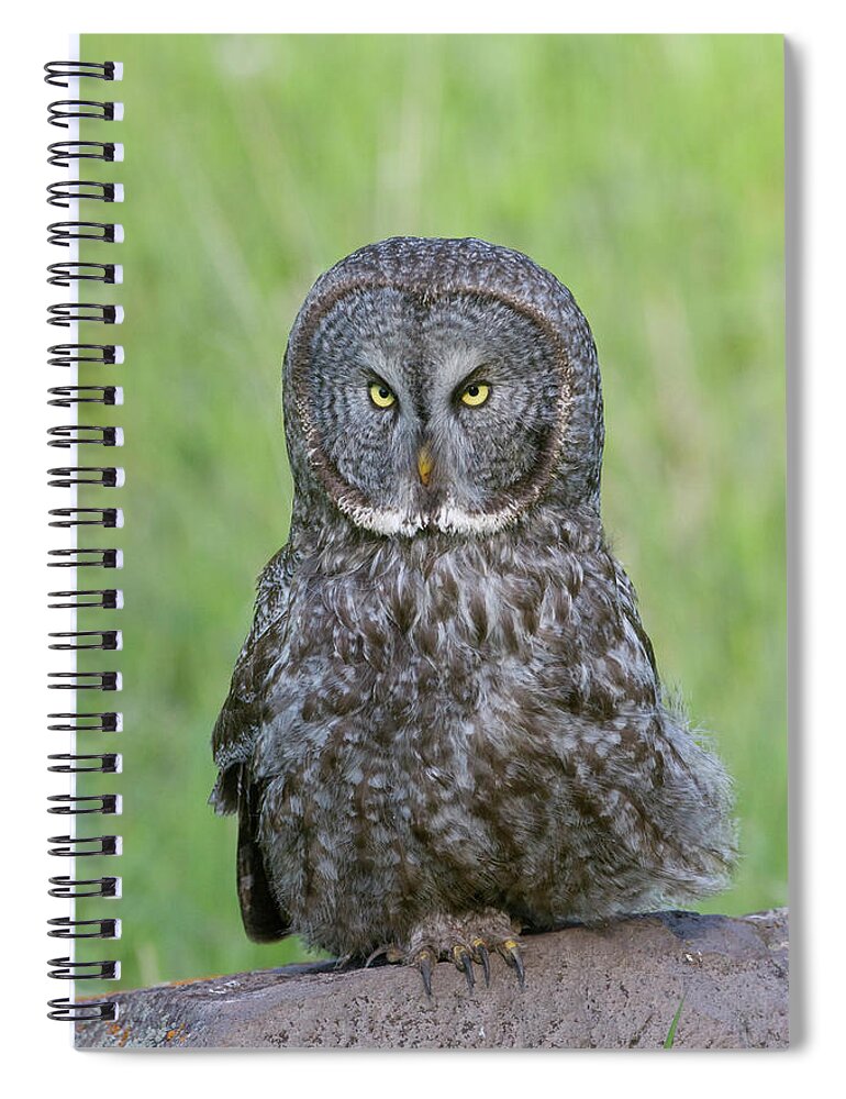 Wild Spiral Notebook featuring the photograph Great Gray Intensity by Mark Miller