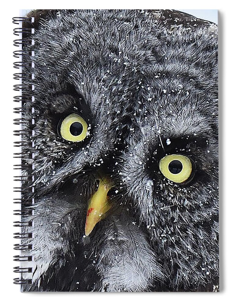 Bird Spiral Notebook featuring the photograph Great Gray Owl Face #2 by Alan Lenk