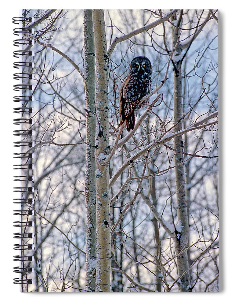 Canada Spiral Notebook featuring the photograph Great Grey Owl by Doug Gibbons