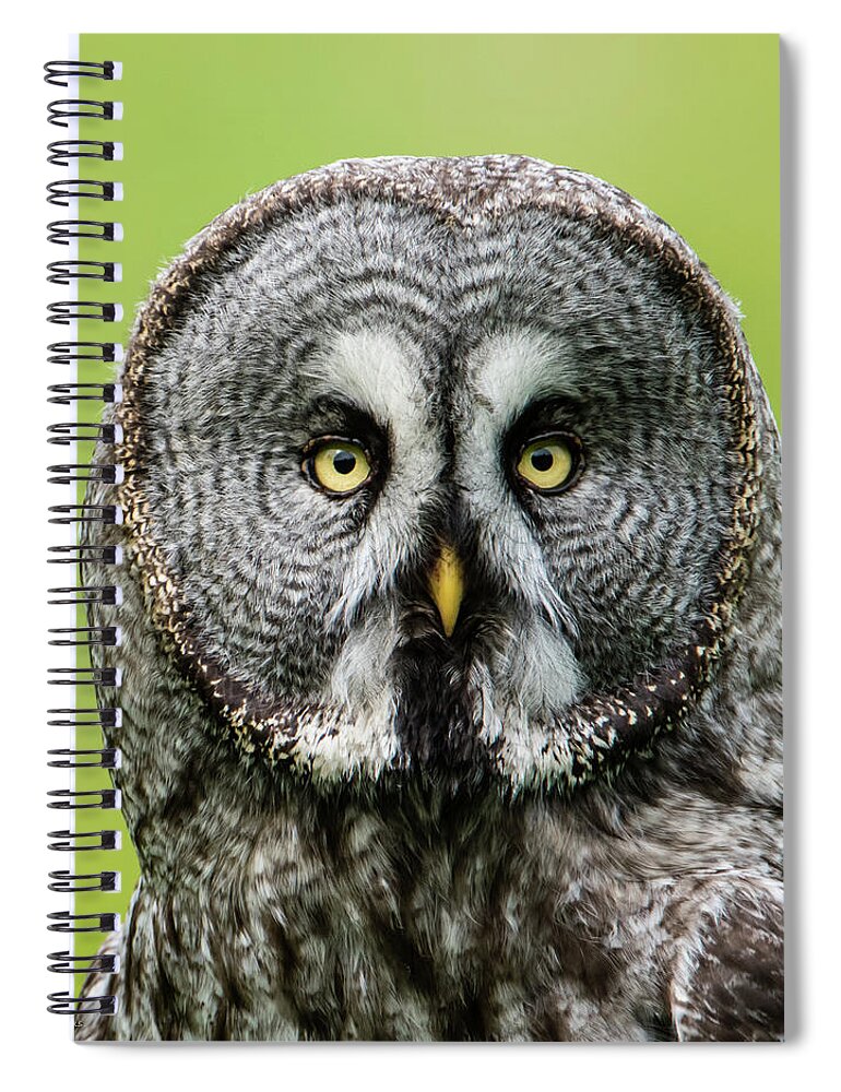 Great Grey's Portrait Closeup Square Spiral Notebook featuring the photograph Great Grey's Portrait Closeup Square by Torbjorn Swenelius