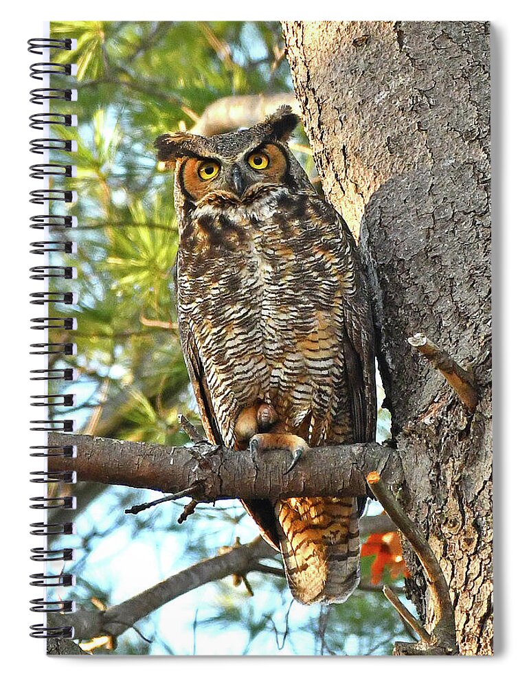 Great Horned Owl Spiral Notebook featuring the photograph Great Horned Owl by Ken Stampfer