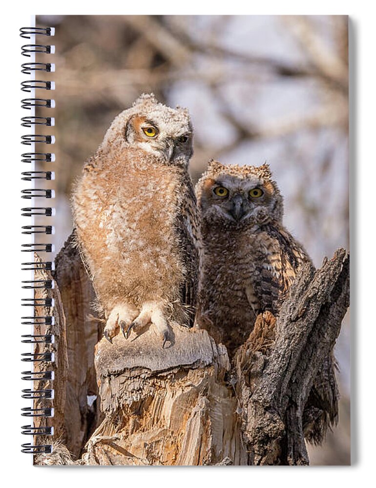 Owl Spiral Notebook featuring the photograph Great Horned Owl Owlets at Sunset by Tony Hake