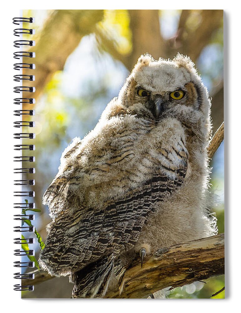 Great-horned Owl Spiral Notebook featuring the photograph Great-Horned Owlet In Spring by Yeates Photography