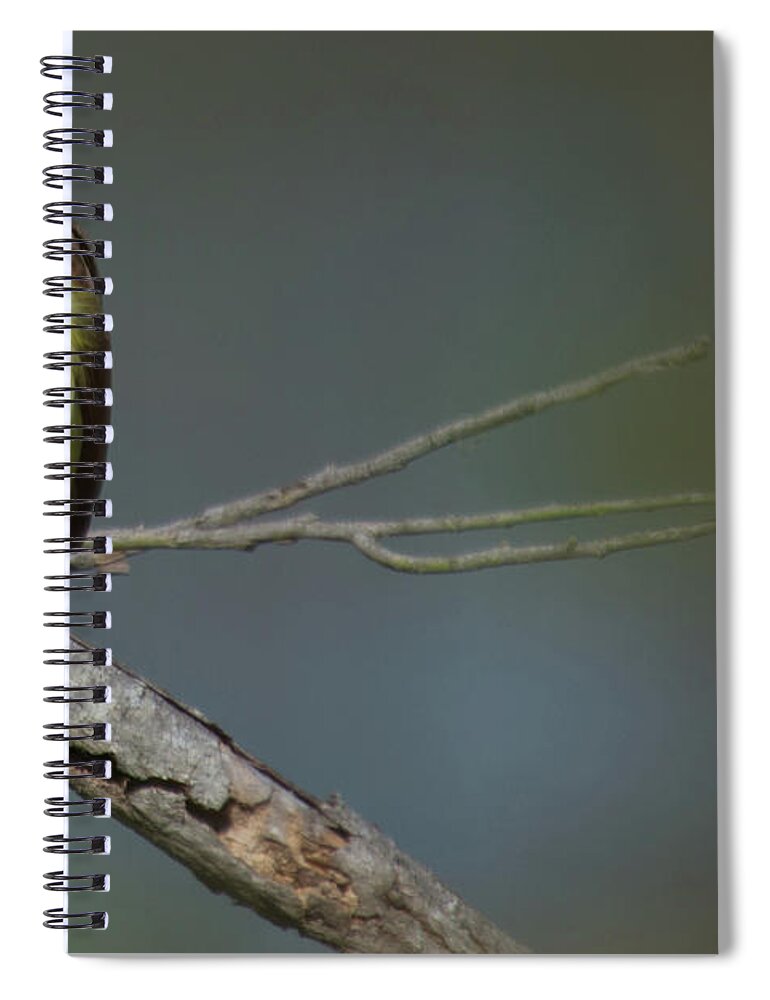 Fly Catcher Spiral Notebook featuring the photograph Great Kiskadee by Frank Madia