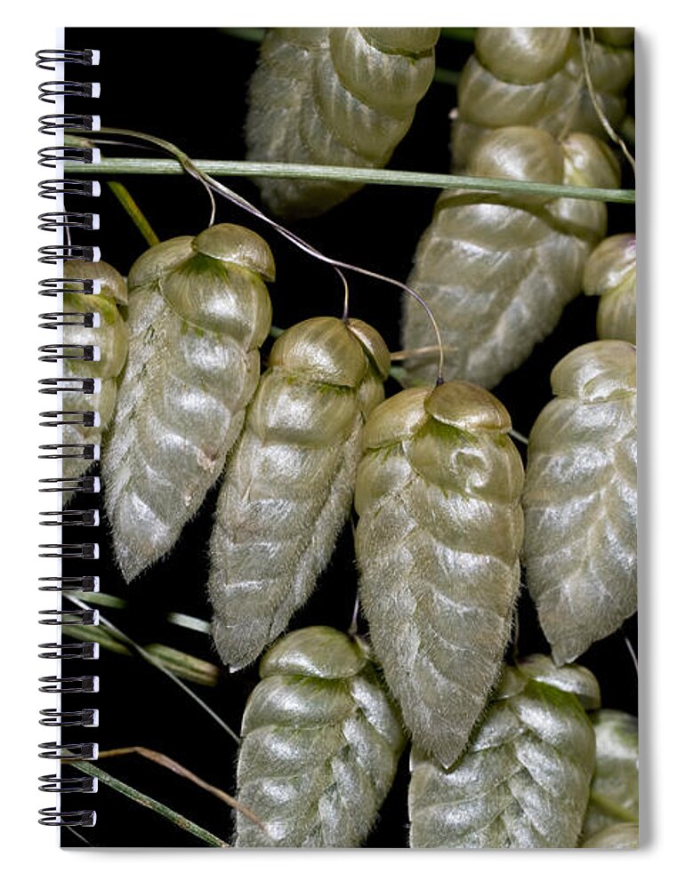 Great Quaking Grass Spiral Notebook featuring the photograph Great Quaking Grass by Dr. Antoni Agelet