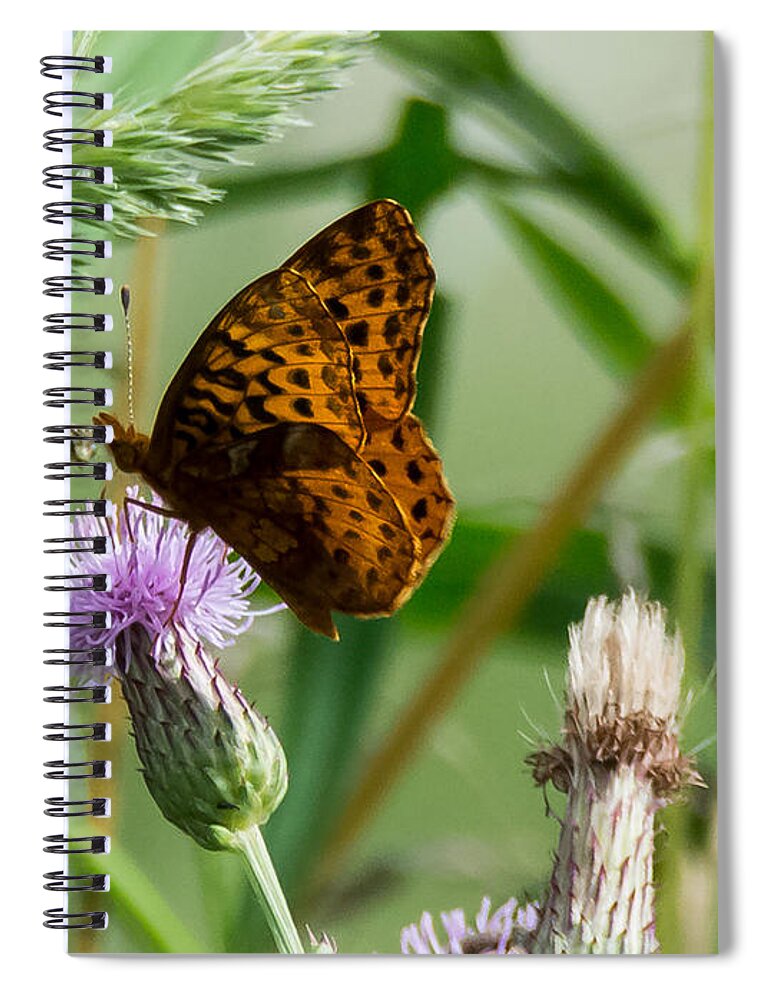 Great Spangled Fritillary Spiral Notebook featuring the photograph Great Spangled Fritillary by Holden The Moment