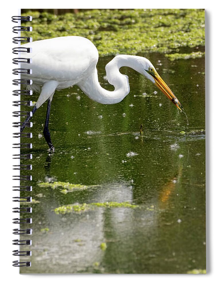 Great White Egret Spiral Notebook featuring the photograph Great White Egret Feeding by Sam Rino