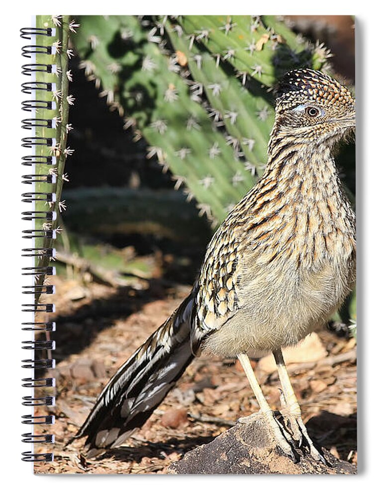 Bird Spiral Notebook featuring the photograph Greater Roadrunner by Teresa Zieba