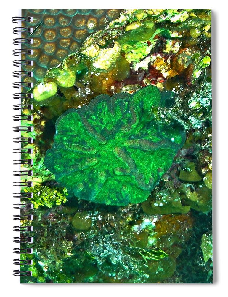 Artichoke Spiral Notebook featuring the photograph Green Artichoke Coral by Amy McDaniel