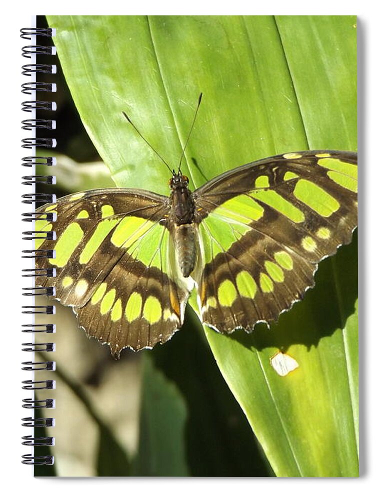 Green Spiral Notebook featuring the photograph Green Butterfly by Erick Schmidt