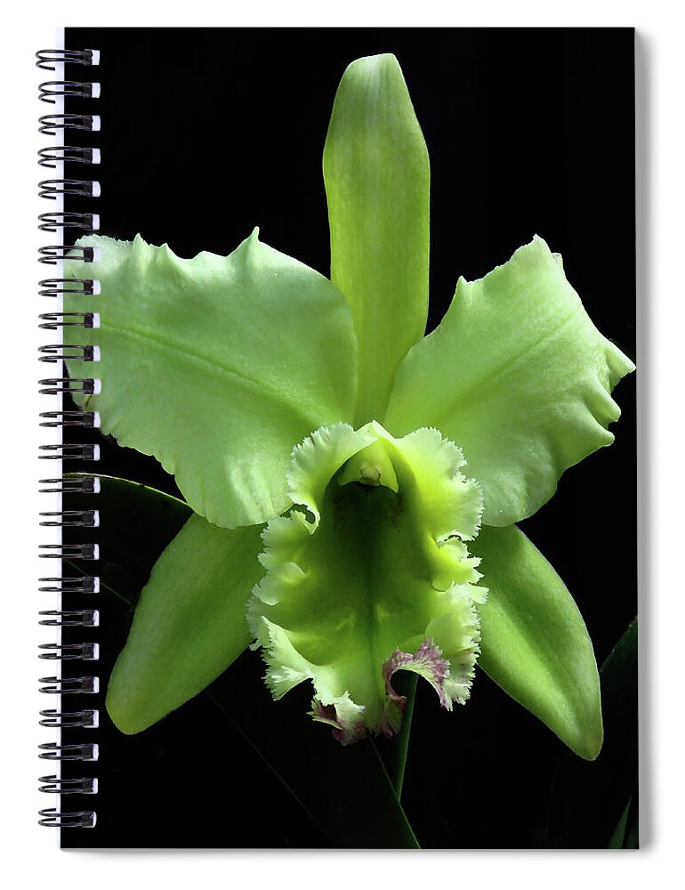 Orchid Spiral Notebook featuring the photograph Green Cattleya by Rosalie Scanlon