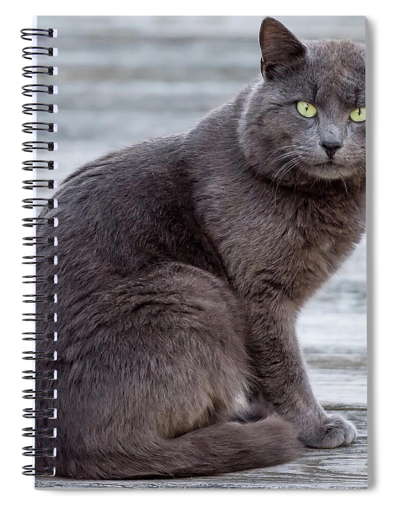 Terry D Photography Spiral Notebook featuring the photograph Green Eye Stare Cat Square by Terry DeLuco