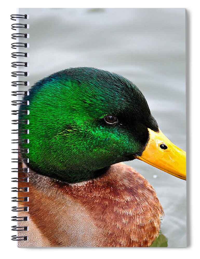  Spiral Notebook featuring the photograph Green Head by Todd Hostetter