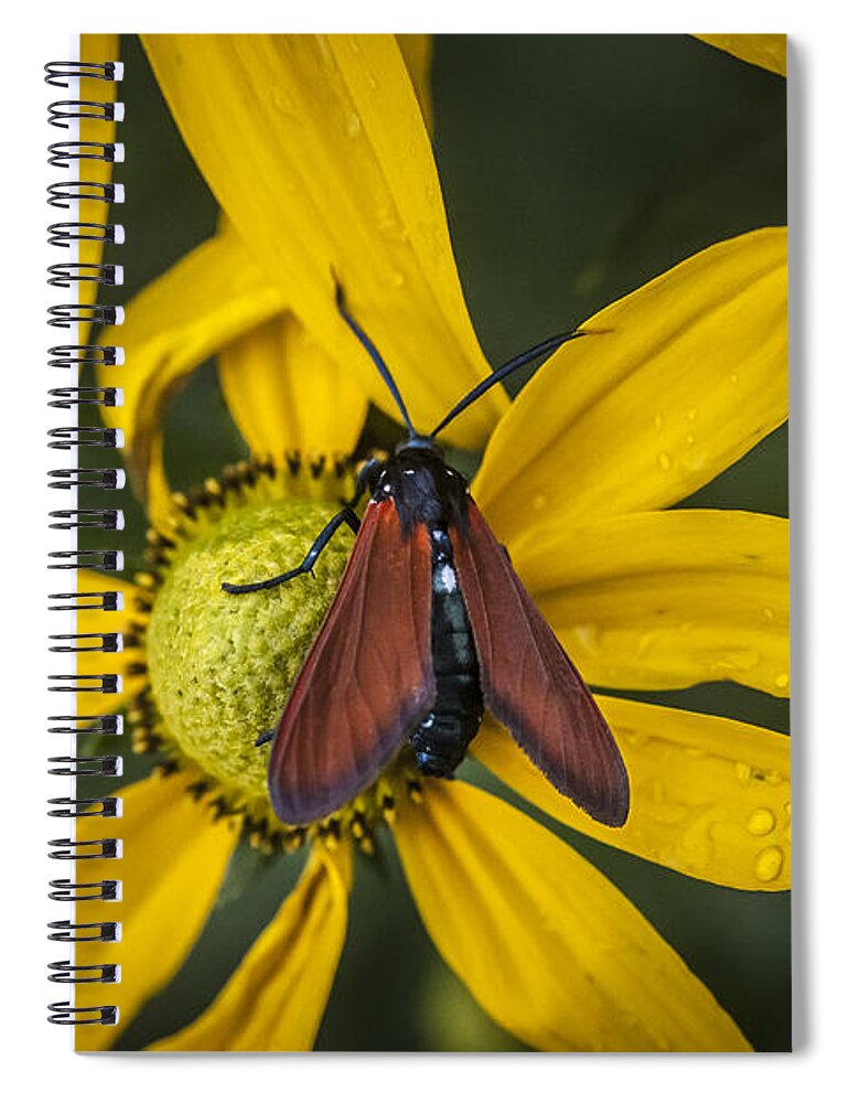 Echinacea Spiral Notebook featuring the photograph Green Headed Coneflower Moth by Rich Franco