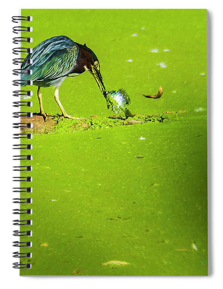 Green Heron Spiral Notebook featuring the photograph Green Heron Success by Ed Peterson