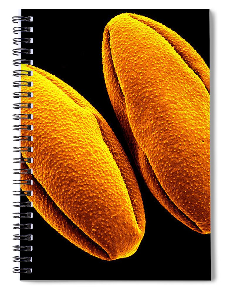 Green Pepper Pollen Spiral Notebook featuring the photograph Green Pepper Pollen by Scimat