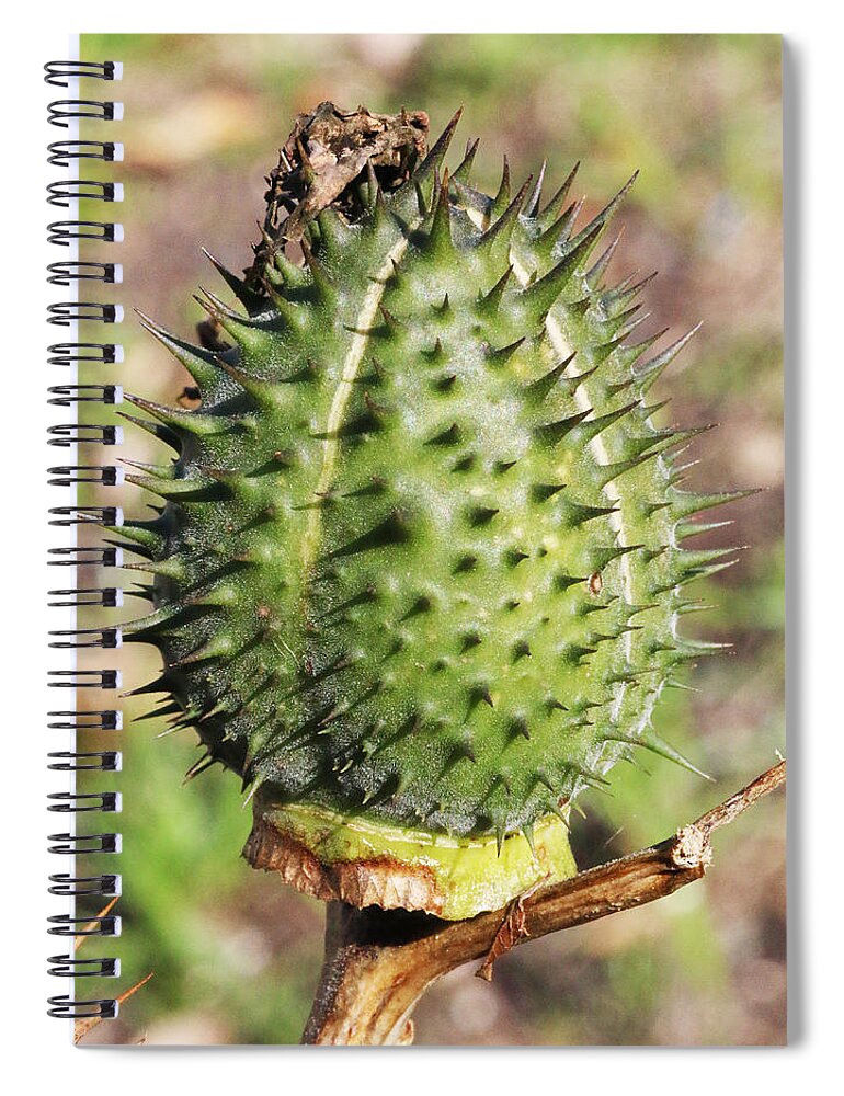 Plant Spiral Notebook featuring the photograph Green Thorn Apple by William Selander
